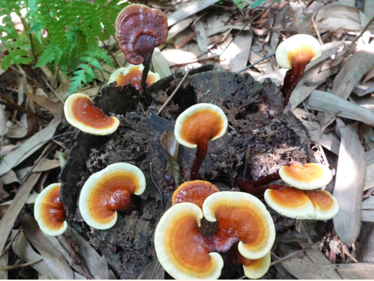 tìm hiểu về nấm lim xanh